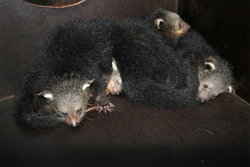 Mláďata binturongů, foto (c) František Tymr, Zoo Praha